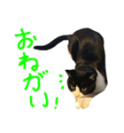 ハチワレ猫のろろちゃんのスタンプ2（個別スタンプ：22）