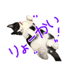 ハチワレ猫のろろちゃんのスタンプ2（個別スタンプ：23）