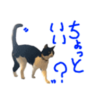 ハチワレ猫のろろちゃんのスタンプ2（個別スタンプ：24）