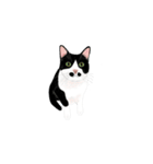 私ははちわれねこです（個別スタンプ：1）