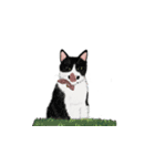 私ははちわれねこです（個別スタンプ：2）