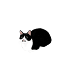 私ははちわれねこです（個別スタンプ：21）