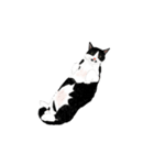 私ははちわれねこです（個別スタンプ：37）