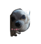 レオくん(チーちゃん)（個別スタンプ：8）