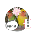 kawafamily桜と椿（個別スタンプ：2）