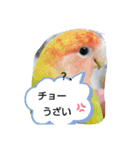kawafamily桜と椿（個別スタンプ：3）