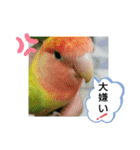 kawafamily桜と椿（個別スタンプ：5）