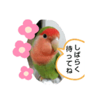 kawafamily桜と椿（個別スタンプ：6）