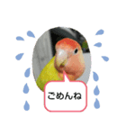 kawafamily桜と椿（個別スタンプ：7）