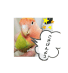 kawafamily桜と椿（個別スタンプ：9）