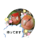 kawafamily桜と椿（個別スタンプ：10）