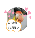 kawafamily桜と椿（個別スタンプ：11）