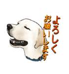 リアルタッチなラブラドール（個別スタンプ：3）