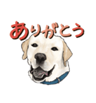 リアルタッチなラブラドール（個別スタンプ：4）
