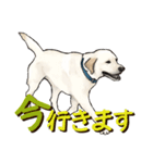 リアルタッチなラブラドール（個別スタンプ：5）
