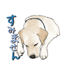 リアルタッチなラブラドール（個別スタンプ：7）