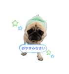パグのぱんく（個別スタンプ：1）