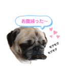 パグのぱんく（個別スタンプ：3）