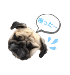 パグのぱんく（個別スタンプ：5）