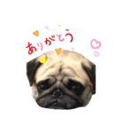 パグのぱんく（個別スタンプ：6）