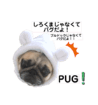 パグのぱんく（個別スタンプ：7）