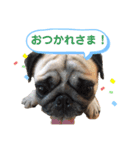 パグのぱんく（個別スタンプ：8）