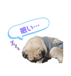 パグのぱんく（個別スタンプ：10）