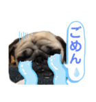 パグのぱんく（個別スタンプ：12）