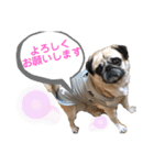 パグのぱんく（個別スタンプ：13）