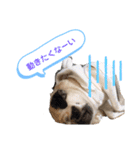 パグのぱんく（個別スタンプ：15）
