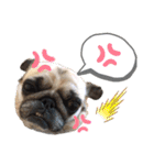 パグのぱんく（個別スタンプ：16）