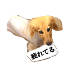 サンとアユ（個別スタンプ：1）