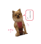 あんこA（個別スタンプ：1）