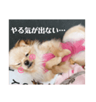 あんこA（個別スタンプ：7）