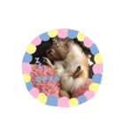 あんこA（個別スタンプ：8）