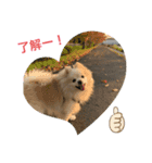 latte.pomepome（個別スタンプ：2）