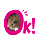 latte.pomepome（個別スタンプ：3）