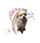 latte.pomepome（個別スタンプ：5）