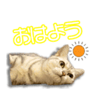 猫カフェ「flat-tail」の猫たち 2（個別スタンプ：5）