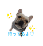 フレンチブルドッグ大吉くん2（個別スタンプ：2）