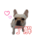 フレンチブルドッグ大吉くん2（個別スタンプ：5）