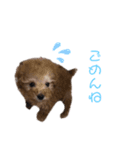マルチーズとトイプードル パート②（個別スタンプ：2）