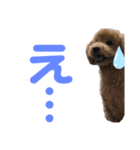 マルチーズとトイプードル パート②（個別スタンプ：6）