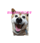 柴犬・乃亜ちゃん（個別スタンプ：1）