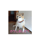 柴犬・乃亜ちゃん（個別スタンプ：2）