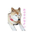 柴犬・乃亜ちゃん（個別スタンプ：3）
