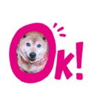 柴犬・乃亜ちゃん（個別スタンプ：5）
