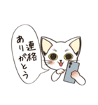 猫のサクラ（個別スタンプ：20）