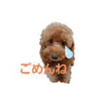 トイプーのチョコチップⅢ（個別スタンプ：1）