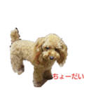 トイプーのチョコチップⅢ（個別スタンプ：7）